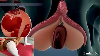 The Biological And Anatomical Causes Of Female Orgasm